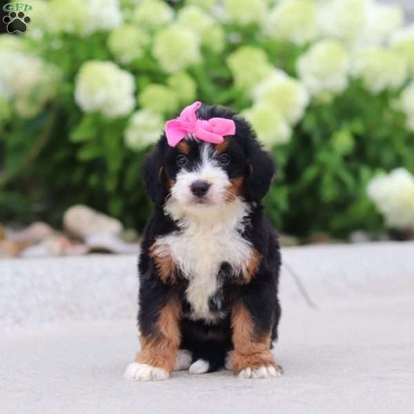 Gigi, Mini Bernedoodle Puppy